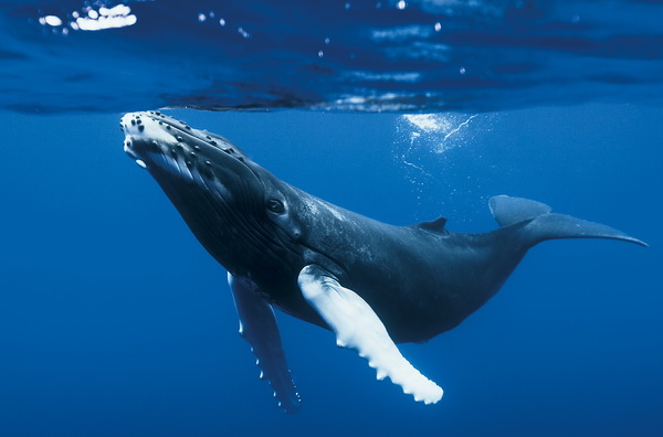 Baleine à Bosse Guadeloupe côte Caraïbe