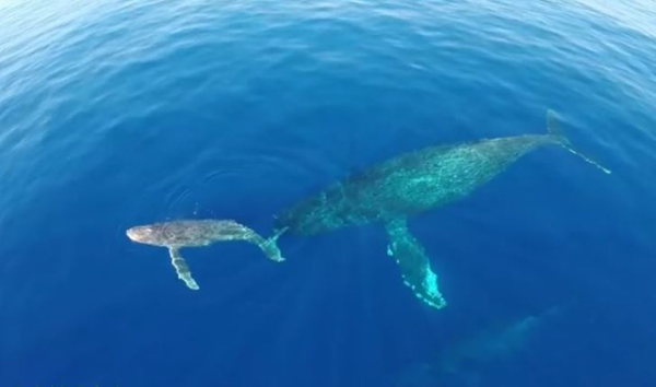 Baleine à Bosse  avec son petit côte Caraïbe Archipel de la Guadeloupe